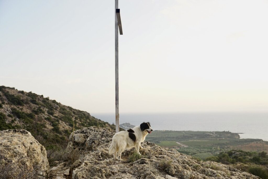 a dog on mountain