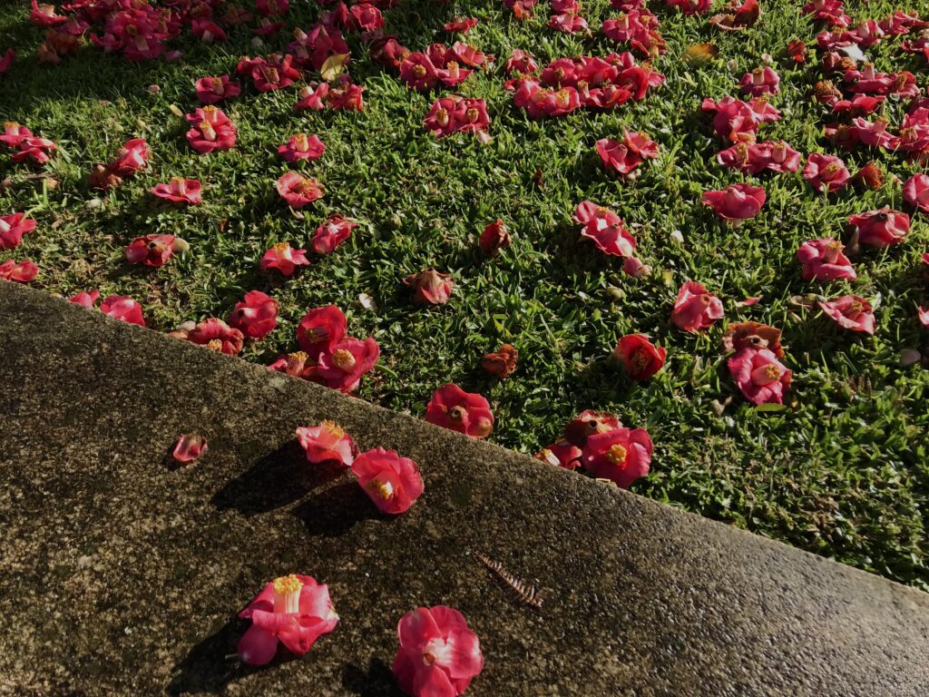 flowers on the grass